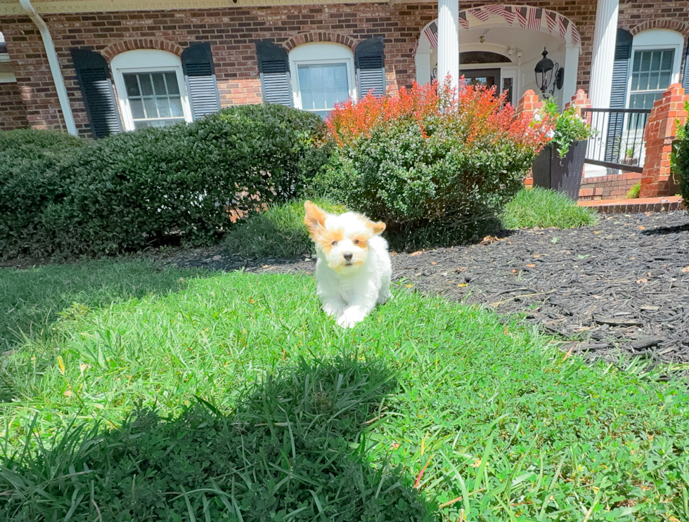 Maltipoo Puppy for Adoption