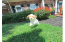 Best Maltipoo Baby