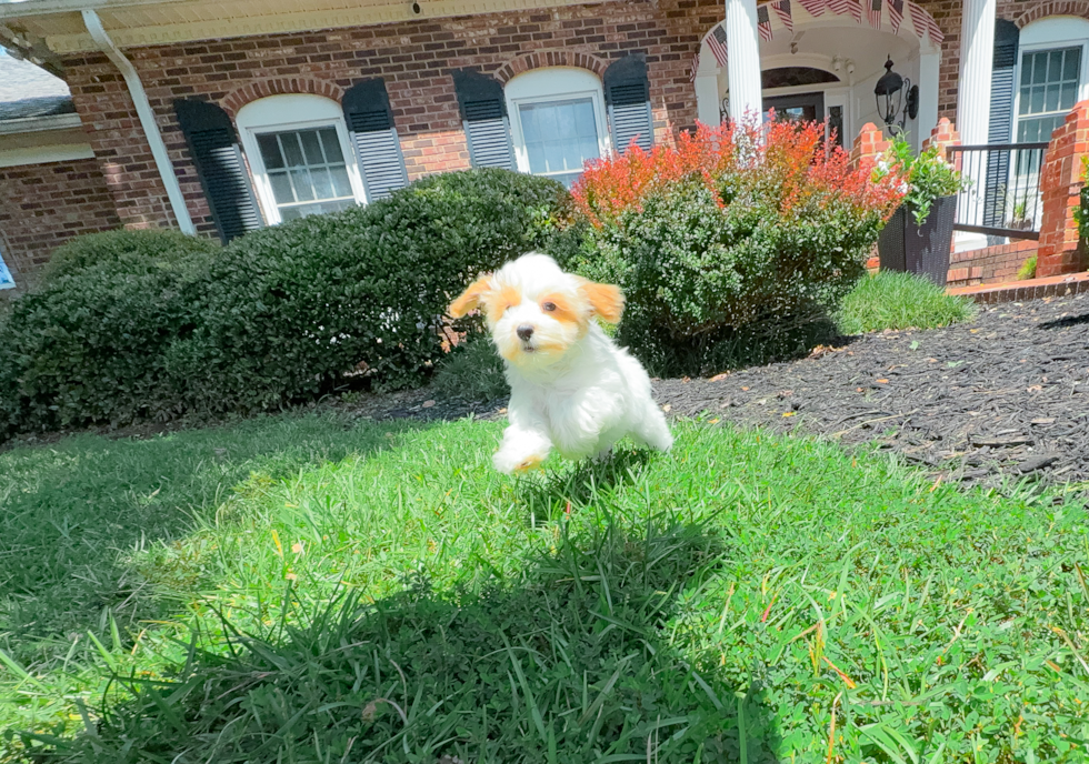 Best Maltipoo Baby