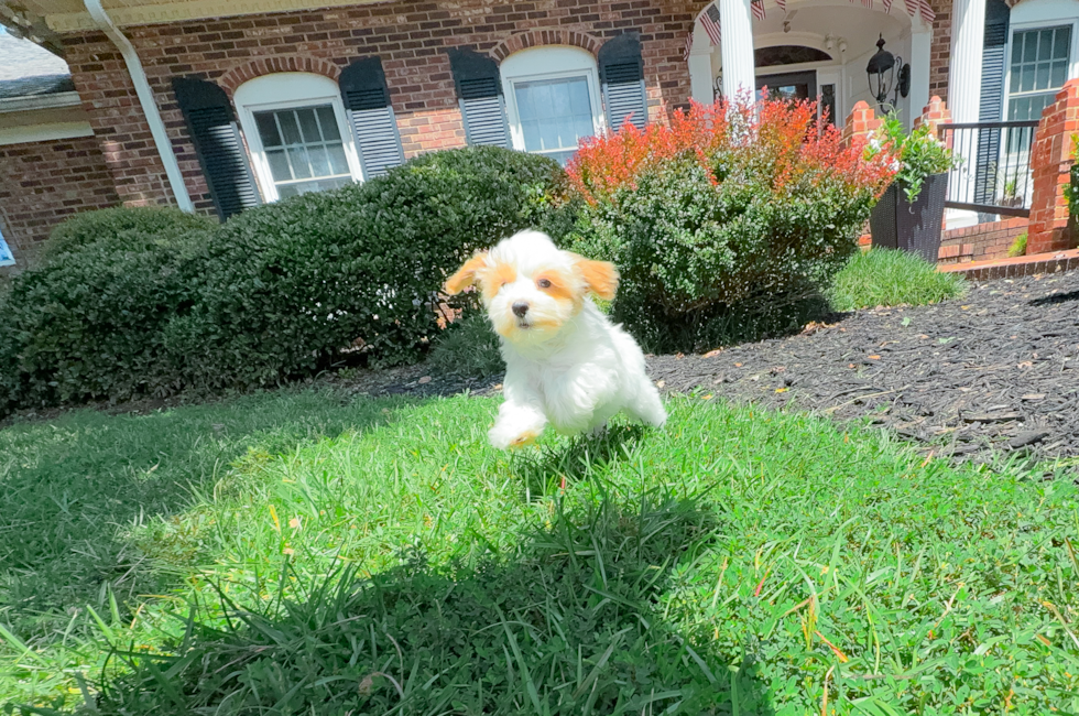 10 week old Maltipoo Puppy For Sale - Simply Southern Pups