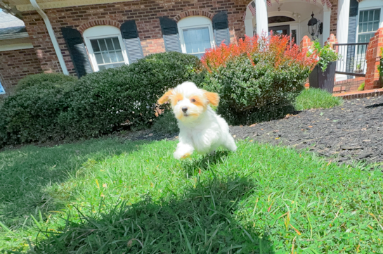 Best Maltipoo Baby