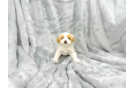 Cute Maltipoo Baby