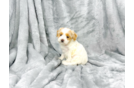 Cute Maltipoo Poodle Mix Pup