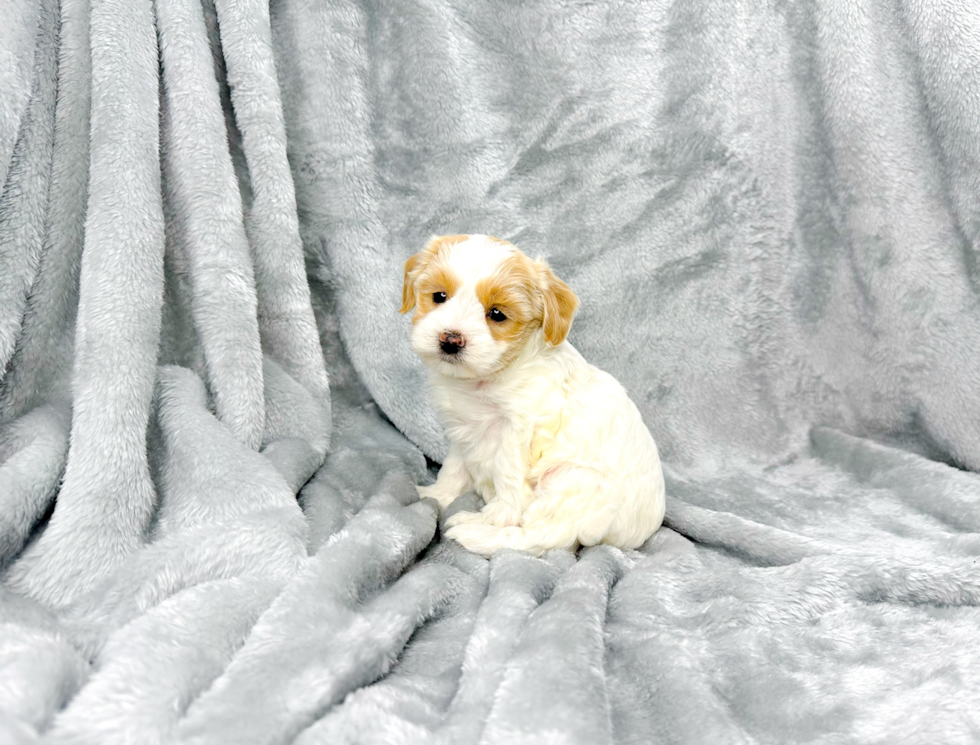 Cute Maltipoo Poodle Mix Pup