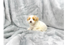 Cute Maltipoo Poodle Mix Pup