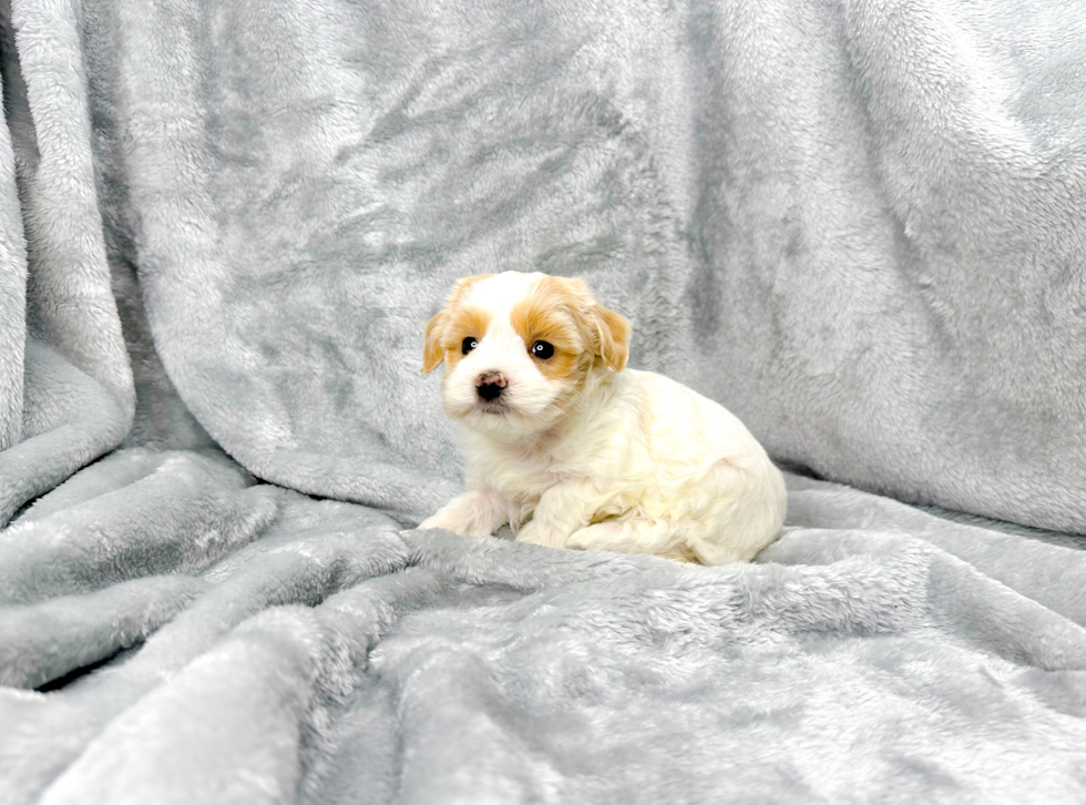 Cute Maltipoo Poodle Mix Pup