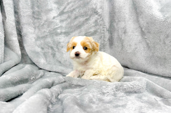 Cute Maltipoo Poodle Mix Pup