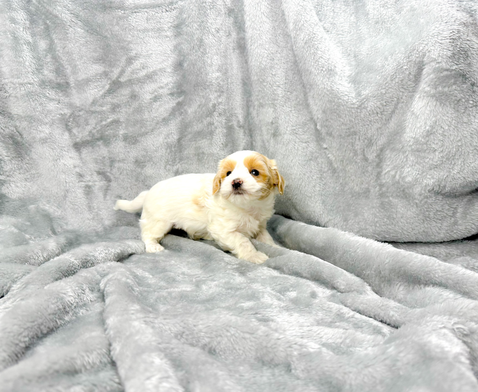 Maltipoo Pup Being Cute