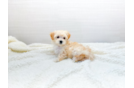 Cute Maltipoo Baby