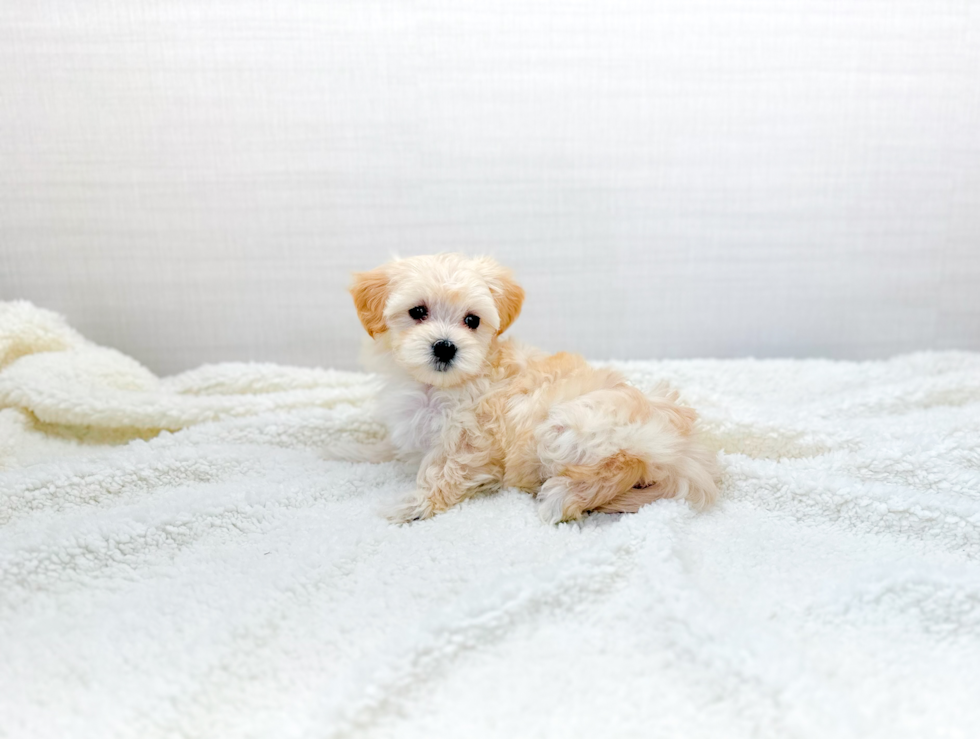 Cute Maltipoo Baby