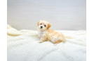 Cute Maltipoo Poodle Mix Pup