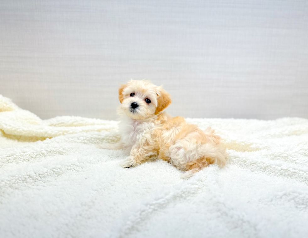 Cute Maltipoo Poodle Mix Pup