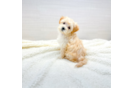 Cute Maltipoo Baby