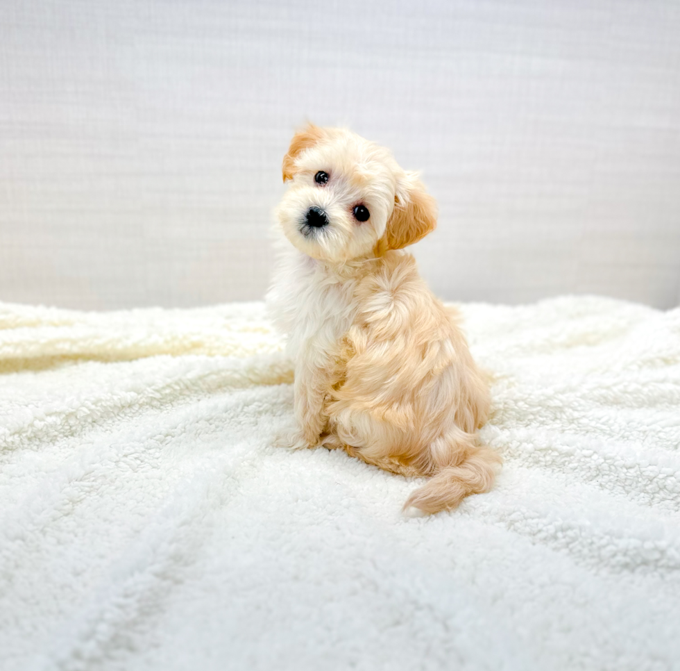 Cute Maltipoo Baby