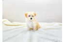 Cute Maltipoo Baby