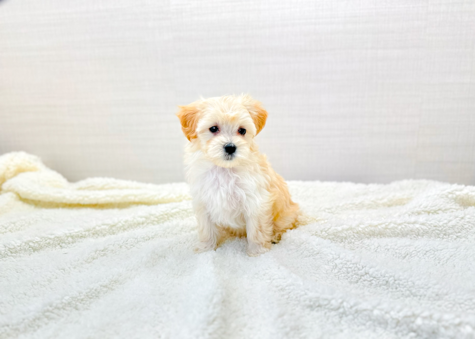 Cute Maltipoo Baby