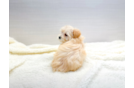 Cute Maltipoo Poodle Mix Pup