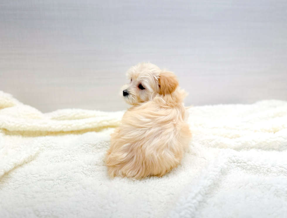 Cute Maltipoo Poodle Mix Pup