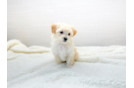 Cute Maltipoo Poodle Mix Pup