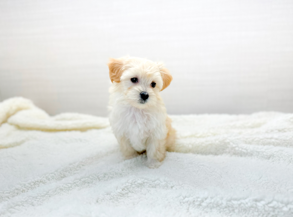 Cute Maltipoo Poodle Mix Pup