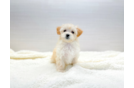 Best Maltipoo Baby