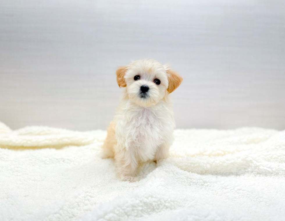 Best Maltipoo Baby