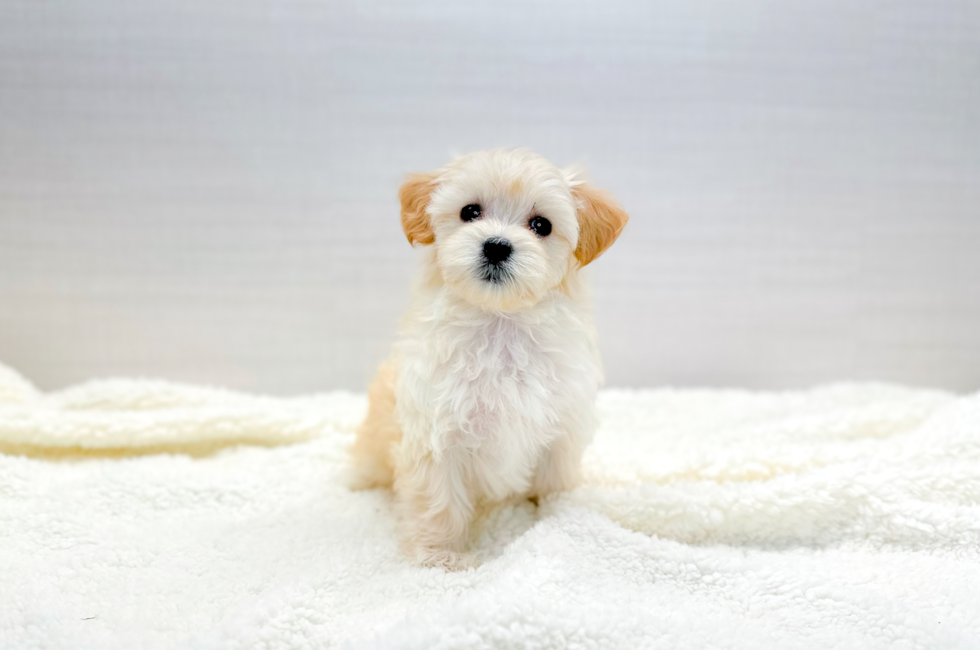 8 week old Maltipoo Puppy For Sale - Simply Southern Pups