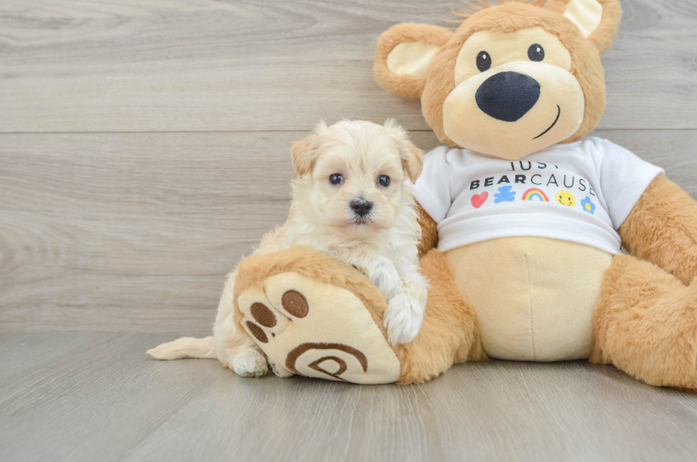 7 week old Maltipoo Puppy For Sale - Simply Southern Pups
