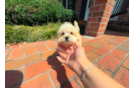 Cute Malt a Poo Poodle Mix Puppy