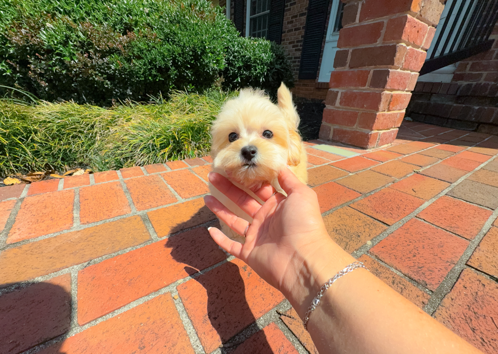 Cute Malt a Poo Poodle Mix Puppy