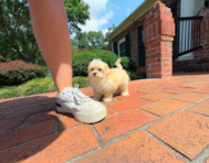 9 week old Maltipoo Puppy For Sale - Simply Southern Pups