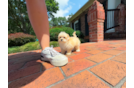 Maltipoo Puppy for Adoption