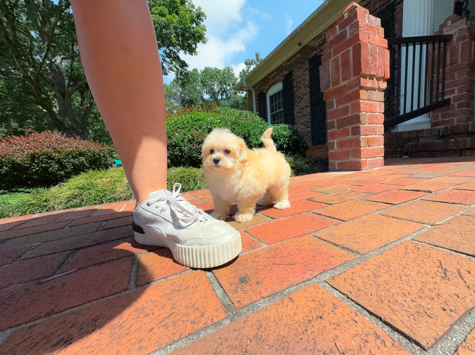 Maltipoo Puppy for Adoption