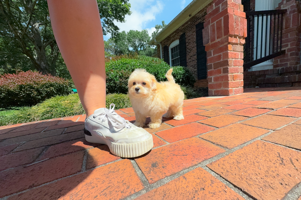 9 week old Maltipoo Puppy For Sale - Simply Southern Pups