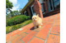 Best Maltipoo Baby