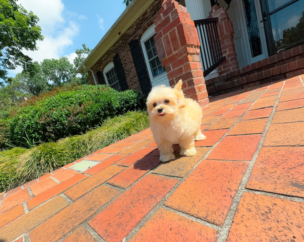 Best Maltipoo Baby