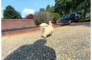 Maltipoo Puppy for Adoption