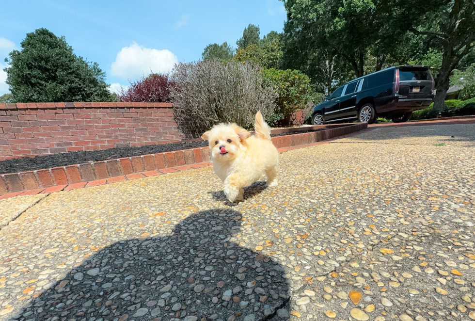 Maltipoo Puppy for Adoption