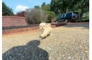 Cute Maltipoo Poodle Mix Pup