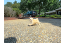 Cute Malt a Poo Poodle Mix Puppy
