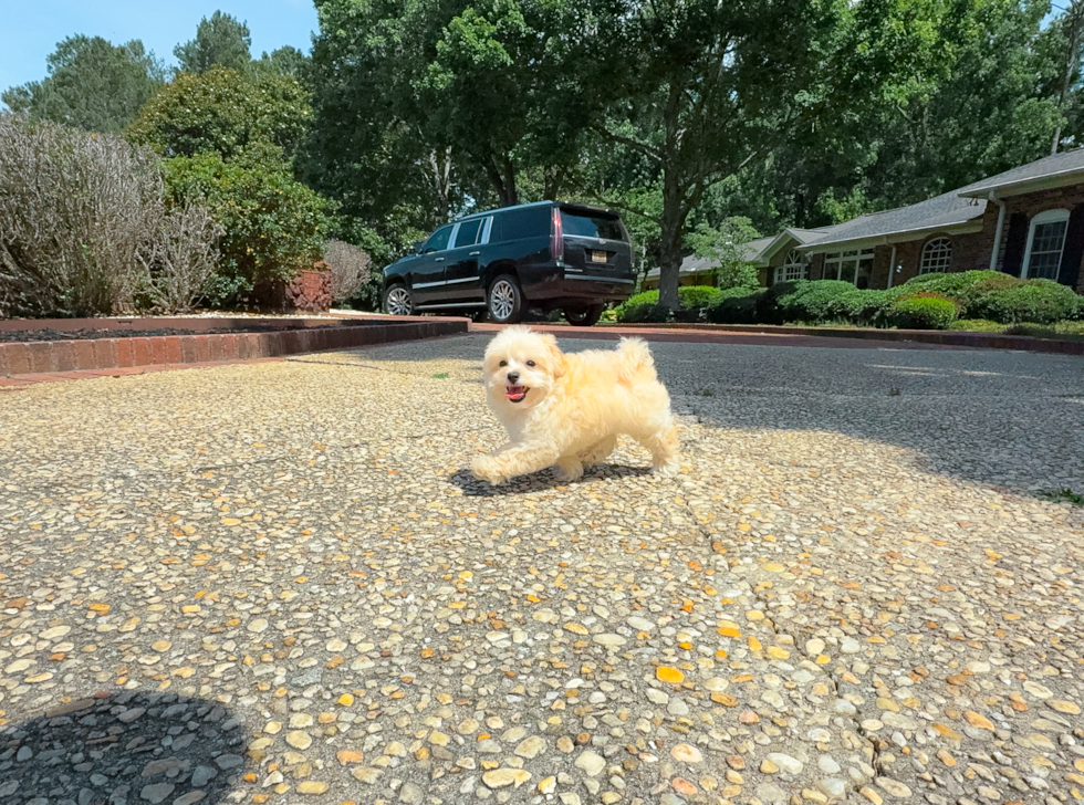 Cute Malt a Poo Poodle Mix Puppy
