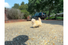 Cute Maltipoo Poodle Mix Pup