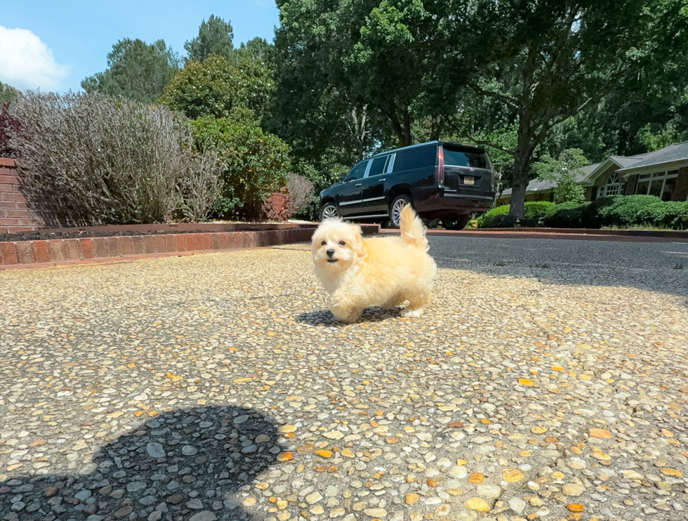 Cute Maltipoo Poodle Mix Pup