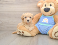 7 week old Maltipoo Puppy For Sale - Simply Southern Pups