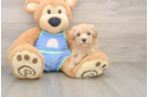Energetic Maltepoo Poodle Mix Puppy