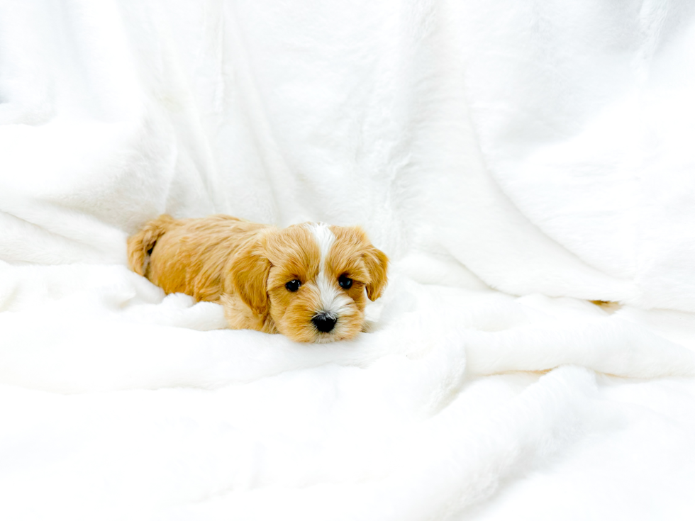 Cute Maltipoo Poodle Mix Pup