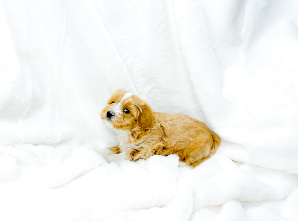 Maltipoo Puppy for Adoption