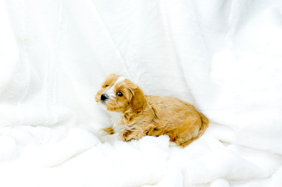 7 week old Maltipoo Puppy For Sale - Simply Southern Pups