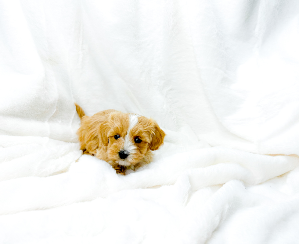 Maltipoo Pup Being Cute