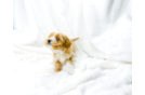 Maltipoo Pup Being Cute